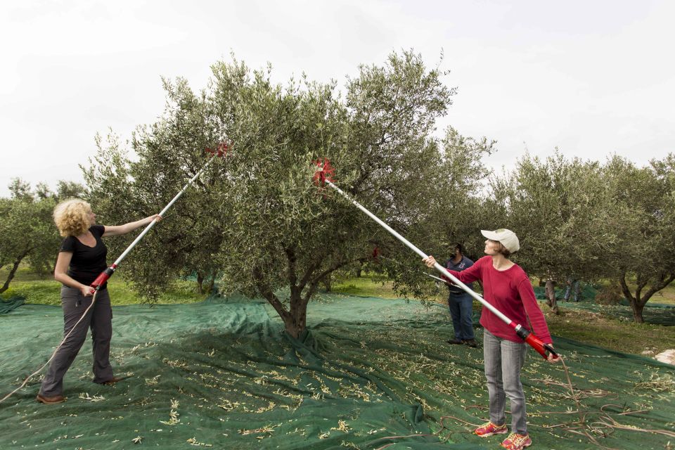 Rethymno: Olive Oil Tasting with Cretan Food Pairing - Why Rethymno’s olive grove tasting feels special