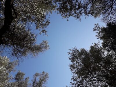 Rethymno: Olive Oil Tasting with Cretan Food Pairing - From Valide Cooking Activities to the grove: how logistics work