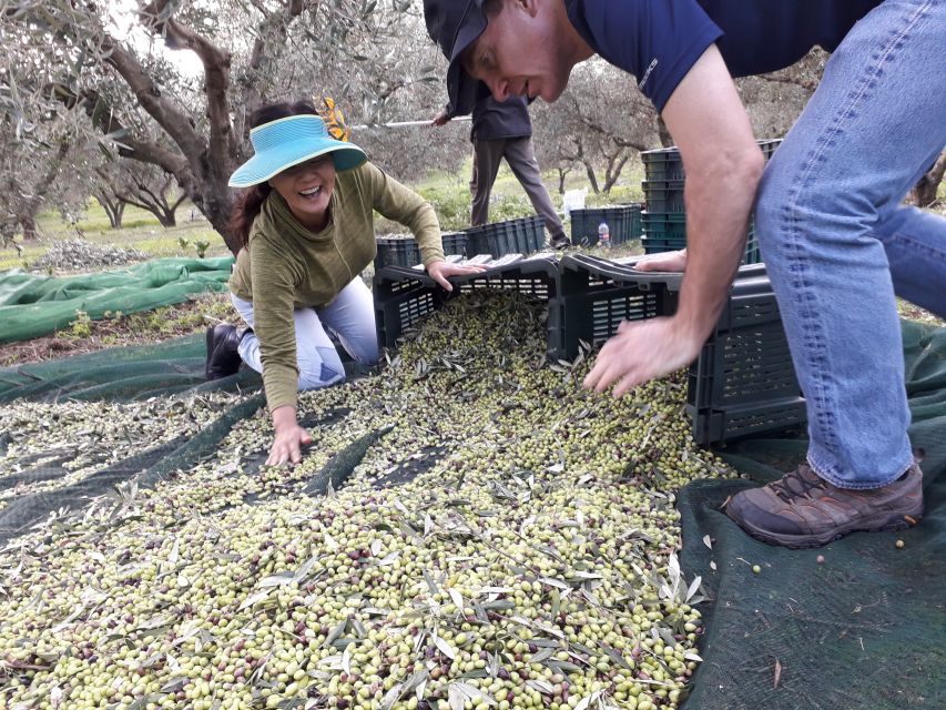 Rethymno: Olive Oil Tasting with Cretan Food Pairing - The tasting table: how you learn to taste four olive oils