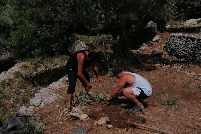 Rethymnon Olive Tree Sponsorship Protect and Plant Tour - The toast and what comes next (packages and options)
