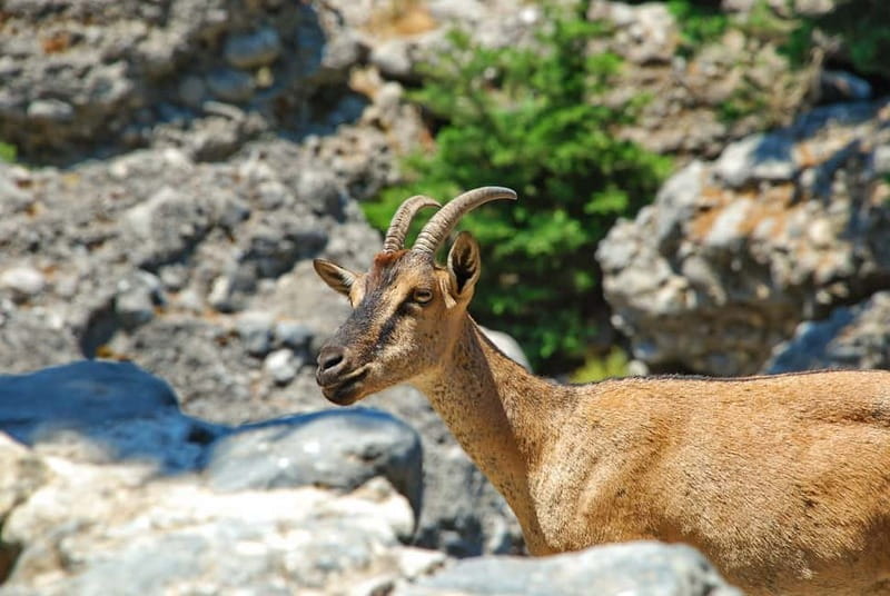 SAMARIA GORGE Full-Day Trip from CHANIA - Samaria Gorge from Chania: What Makes It Worth the Long Day