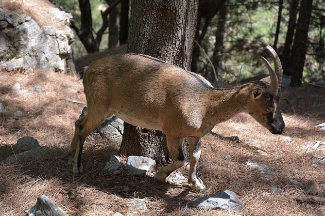 Samaria Gorge Hike - Who this tour is best for (and who should think twice)
