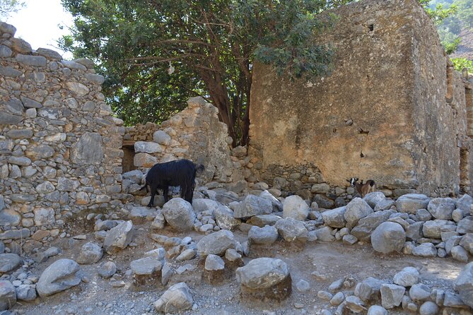 Samaria Gorge Hiking Tour from Chania with Professional Guide - Who This Tour Suits Best (And Who Should Rethink It)