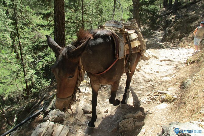 Samaria Gorge Trek: Full-Day Excursion from Chania with Guide - Agia Roumeli After the Hike: Beach Time That Feels Earned