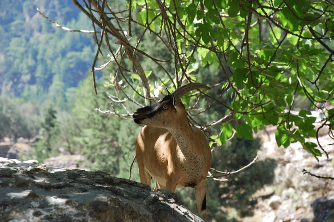 Samaria Gorge Trek: Full-Day Excursion from Heraklion with Guide - Omalos, Tickets, and the Before-Hike Brief