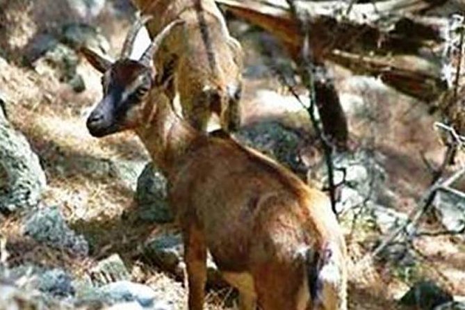 SAMARIA Gorge Walk: full day from area Heraklion CRETE - The long-coach start: pickup timing from Malia to Heraklion