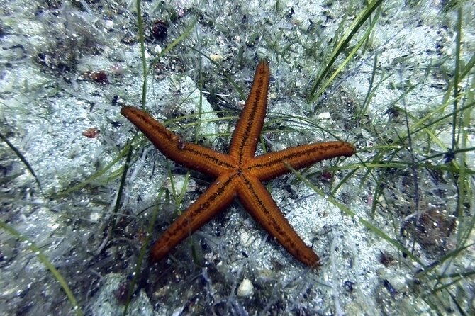 Scuba Diving for Beginners with a PADI Instructor near Heraklion - Price and What You Actually Get for $84.11