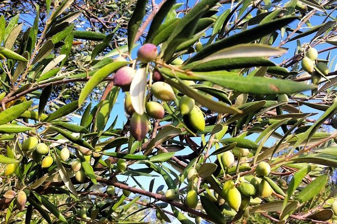 Semi Private Wine and Olive Oil tour (Transfer & Lunch Incl.) - Archanes village lunch: food, shopping, and a side of raki