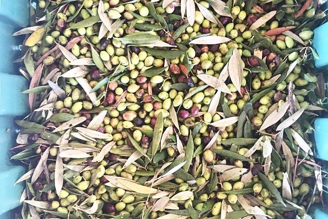 Semi Private Wine and Olive Oil tour (Transfer & Lunch Incl.) - What tastings and alcohol are actually included