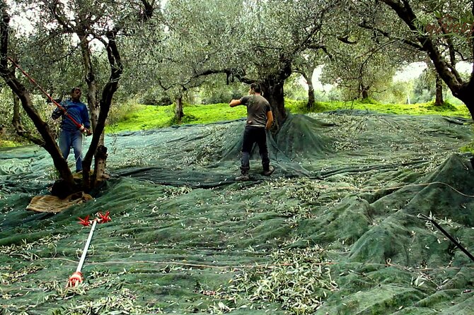Small-Group Honey & Extra Virgin Olive Oil Tasting Tour in Crete - Meeting at Idiosmos and Getting Set for the Hour