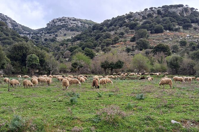 Small Group Tour to Knossos Palace Lasithi Plateau & Olive Mill - Coffee in a kafeneio and raki in the mix