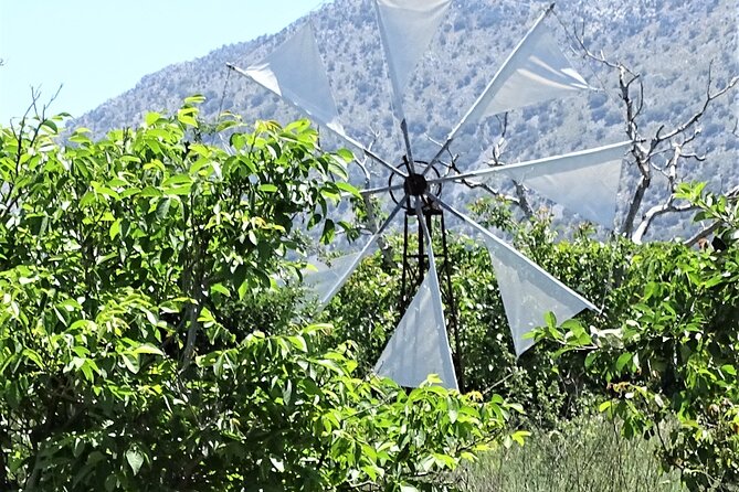 Small Group Tour to Knossos Palace Lasithi Plateau & Olive Mill - Krasi’s Platanus tree: a quick pause with a long memory