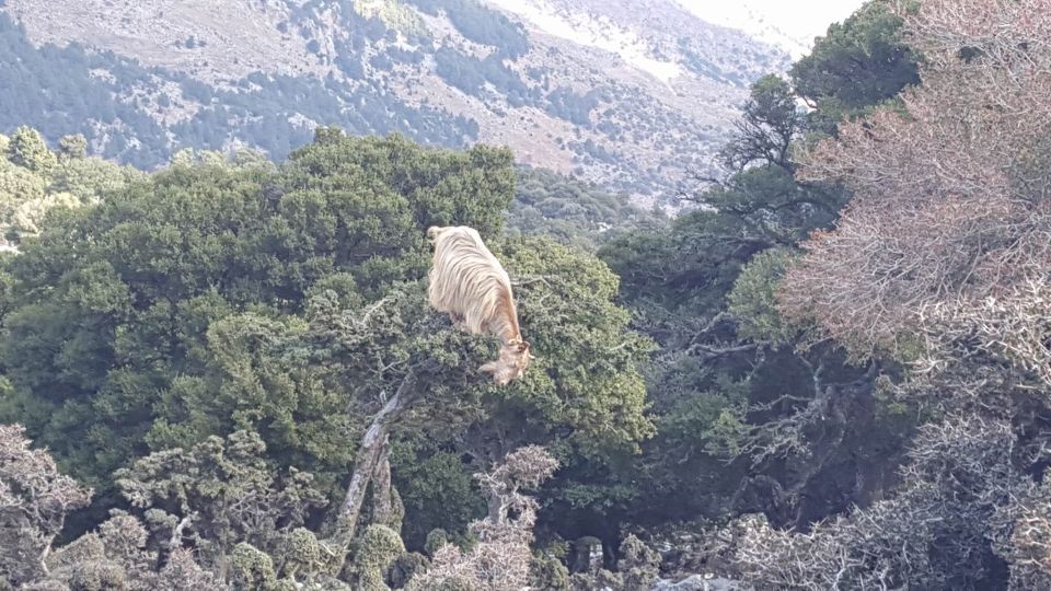 South Crete: Sarakinas Gorge Hike, Swim & Jeep Safari - Katharo Plateau at 1,250 meters: coffee stop with altitude vibes
