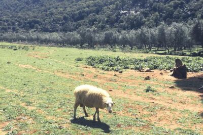 The Cretan Way of Life at the mountains of Rethymno (Mylopotamos) - Beekeeping with Ms Eleni: thyme honey extraction you can actually see
