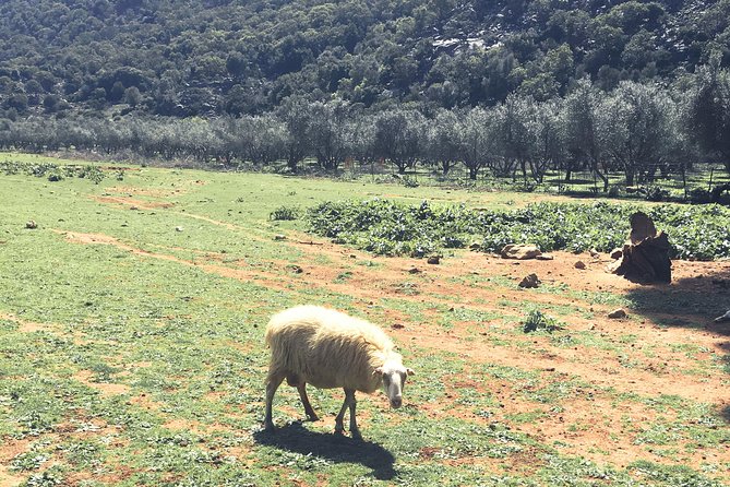 The Cretan Way of Life at the mountains of Rethymno (Mylopotamos) - Beekeeping with Ms Eleni: thyme honey extraction you can actually see