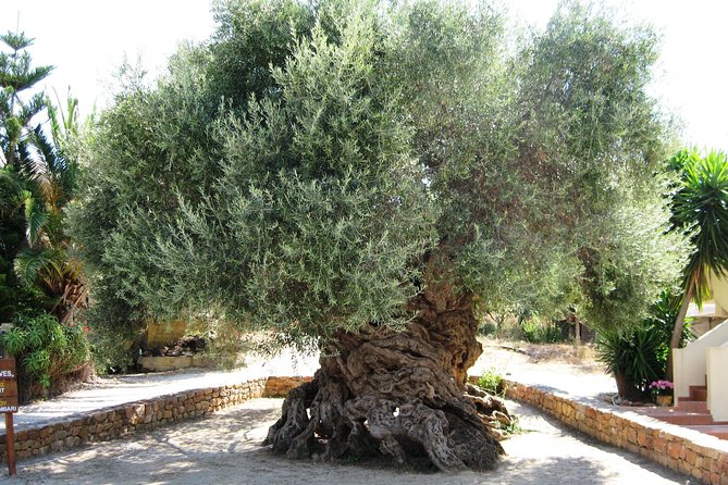 Wine, Beer, Olive Oil Tasting Private Tour (price per group of 6) - Key points to know before you go