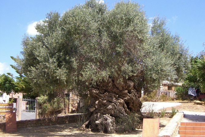 Wine, Beer, Olive Oil Tasting Private Tour (price per group of 6) - Price and value: what you pay, what you add