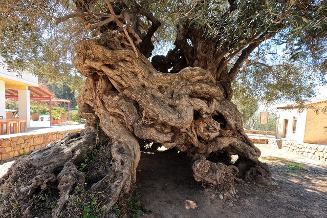 Wine, Dine & Divine: A Cretan Odyssey in Chania. - Price and logistics: what $512.02 buys you (and how to judge it)