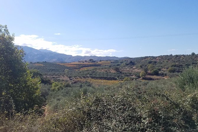 Wine, Olive Oil, and Honey Tour with Winemaker - Pickup, Timing, and How to Plan Your Morning