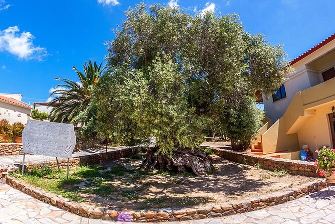Wine & Olive Oil Tour with lunch at the White Mountains - Omalos Plateau: Shepherd Life, Year-Round Goats, and Samaria Photo Moments