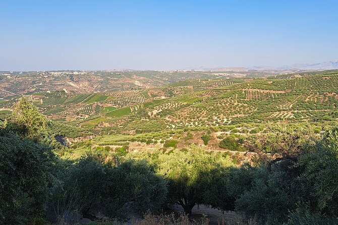 Wine Raki Olive Oil Tasting and Pottery - Private Tour - Alagni and Lyrarakis Winery: grapes you don’t usually see
