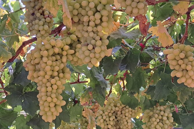 Wine Raki Olive Oil Tasting and Pottery - Private Tour - Katalagari village walk and optional taverna lunch