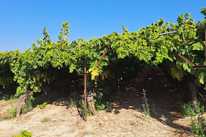 Wine Raki Olive Oil Tasting and Pottery - Private Tour - Mercedes van comfort, timing, and real-world logistics