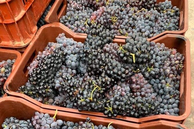 Wine Raki Olive Oil Tasting and Pottery - Private Tour - Gouves olive oil factory: more than a tasting flight